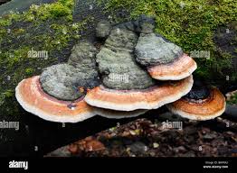 Attēlu rezultāti vaicājumam “Ganoderma applanatum”