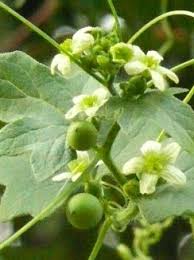 Attēlu rezultāti vaicājumam “Bryonia alba leaf”