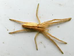 Attēlu rezultāti vaicājumam “Belbodamaeus sp.”