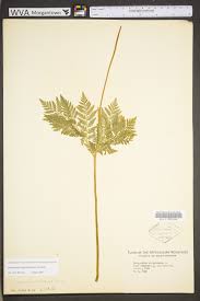 Attēlu rezultāti vaicājumam “Botrychium virginianum”