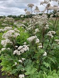 Image result for Valeriana officinalis