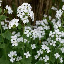 Attēlu rezultāti vaicājumam “Lunaria rediviva leaf”