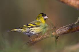 Attēlu rezultāti vaicājumam “Carduelis spinus male”