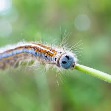 Attēlu rezultāti vaicājumam “Malacosoma castrensis larva”