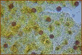 Attēlu rezultāti vaicājumam “Craterium aureum”