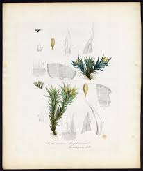 Attēlu rezultāti vaicājumam “Orthotrichum diaphanum”