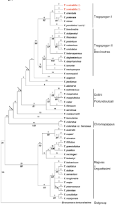 Attēlu rezultāti vaicājumam “Tragopogon heterospermus”