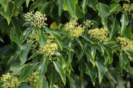 Attēlu rezultāti vaicājumam “Hedera helix  flower”