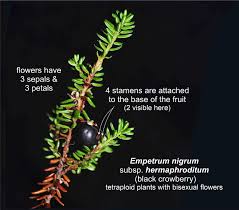 Attēlu rezultāti vaicājumam “Empetrum nigrum fruit”