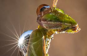 Attēlu rezultāti vaicājumam “Macrosteles sp. imago”