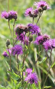 Attēlu rezultāti vaicājumam “Centaurea scabiosa leaf”