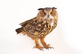 Attēlu rezultāti vaicājumam “Bubo bubo”