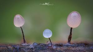 Attēlu rezultāti vaicājumam “Comatricha ellae macro”