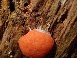 Attēlu rezultāti vaicājumam “Tubifera montana”