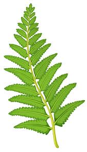 Attēlu rezultāti vaicājumam “Senecio viscosus leaf”