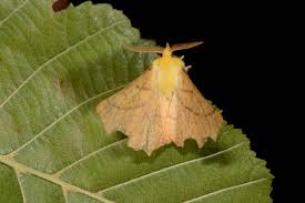 Attēlu rezultāti vaicājumam “Ennomos alniaria”