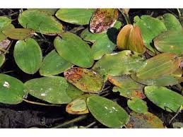 Attēlu rezultāti vaicājumam “Potamogeton natans”