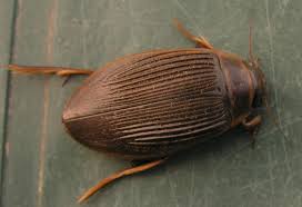 Attēlu rezultāti vaicājumam “Dytiscus sp.”