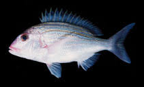 Image result for Polysteganus undulosus