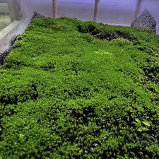 Attēlu rezultāti vaicājumam “Bryum”