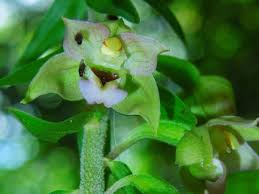 Attēlu rezultāti vaicājumam “Epipactis helleborine fruit”