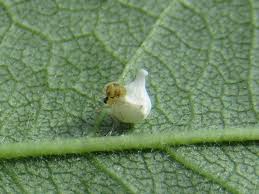 Attēlu rezultāti vaicājumam “Paidiscura pallens”