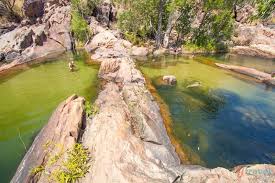 Billedresultat for kakadu n...