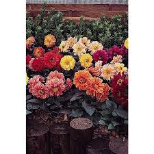 Image result for Dahlia `Red Skin`