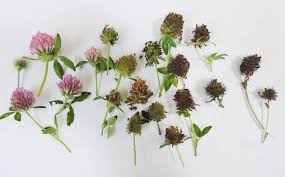 Attēlu rezultāti vaicājumam “Trifolium aureum fruit”