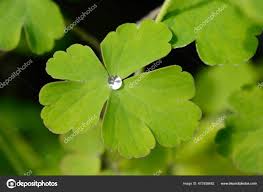 Attēlu rezultāti vaicājumam “Aquilegia vulgaris leaf”