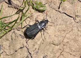 Attēlu rezultāti vaicājumam “Necrodes littoralis”