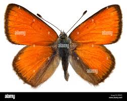 Attēlu rezultāti vaicājumam “Lycaena hippothoe underside”