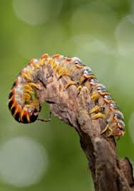 Attēlu rezultāti vaicājumam “Mycosphaerella millegrana”