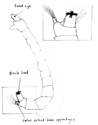 Attēlu rezultāti vaicājumam “Orthosia sp. larva”