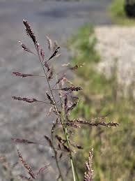 Attēlu rezultāti vaicājumam “Puccinellia distans”