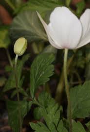Attēlu rezultāti vaicājumam “Anemone sylvestris bud”