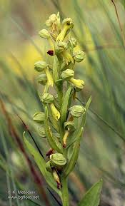 Attēlu rezultāti vaicājumam “Coeloglossum viride”