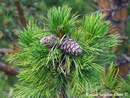 Attēlu rezultāti vaicājumam “Pinus sibirica”