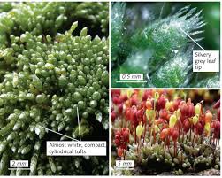 Attēlu rezultāti vaicājumam “Bryum argenteum”