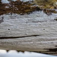 Attēlu rezultāti vaicājumam “Athelia pyriformis”