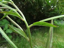 Attēlu rezultāti vaicājumam “Epilobium roseum”