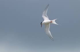Image result for Sterna dougallii