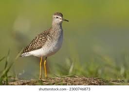 Attēlu rezultāti vaicājumam “Tringa glareola”