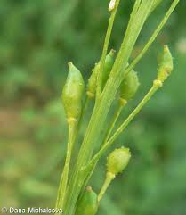 Attēlu rezultāti vaicājumam “Bunias orientalis bud”