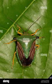 Attēlu rezultāti vaicājumam “Pentatomidae”