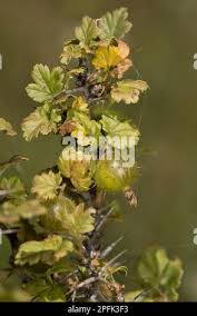 Attēlu rezultāti vaicājumam “Ribes uva-crispa leaf”