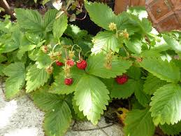 Attēlu rezultāti vaicājumam “Fragaria vesca leaf”