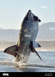 Image result for Carcharodon carcharias