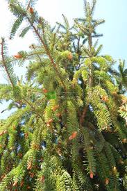 Attēlu rezultāti vaicājumam “Picea abies fo. virgata leaf”