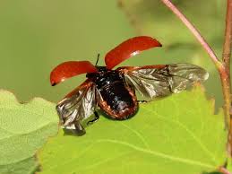 Attēlu rezultāti vaicājumam “Chrysomela populi”